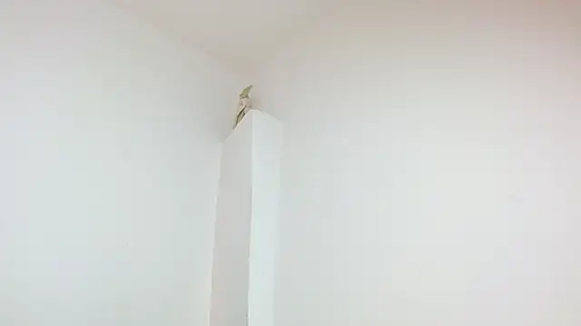 Twinkcock22 webcam