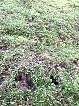 sky-wolves webcam