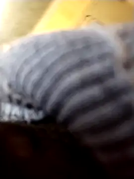 Baby_P webcam