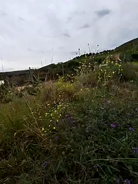 LEIRIS_Y_FRED_01 webcam