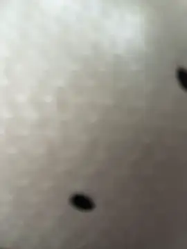 sukhakunis1 webcam