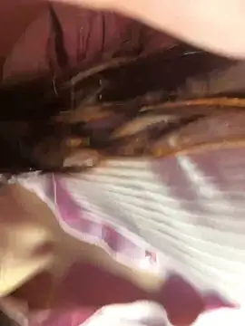 hoot-anime- xxx live show