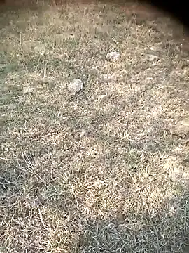 kothupaiyyan live sex cam