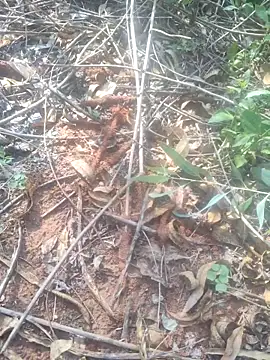 telugukurrodu63 - Telugukurrodu63's free webcam