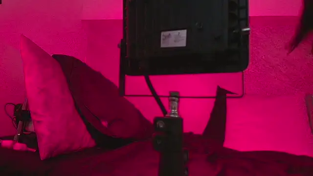 Dixie_grey1 webcam