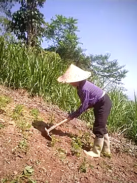 phlin1 (F mature) - Cảm ơn bạn đã ủng hộ