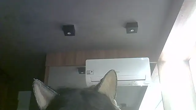 SkinnyKitten webcam