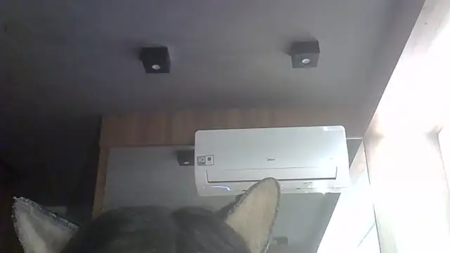 SkinnyKitten webcam
