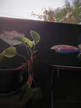 NovaFoxx webcam