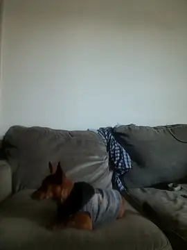 yourMasterisBored webcam