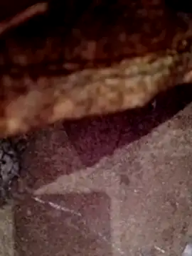 daisyy2 webcam