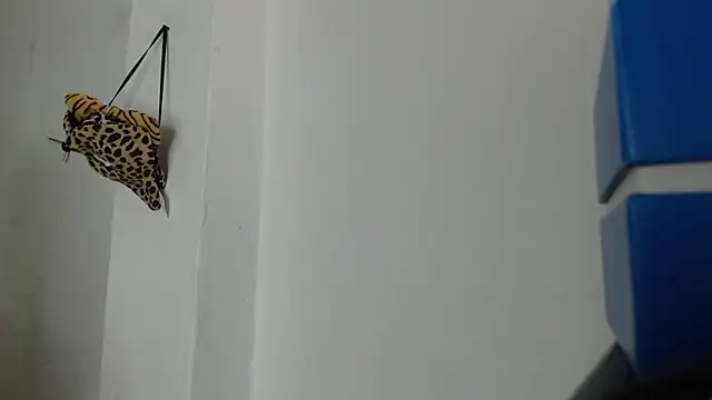 kendall_morry webcam