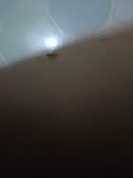 tailua05 - Tailua05's free webcam - UK Sex Cams