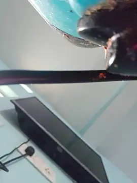sexy_bhabi_2026 webcam