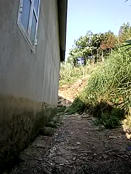 Hoa-Tuylip
