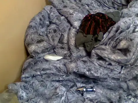valley_pixy webcam