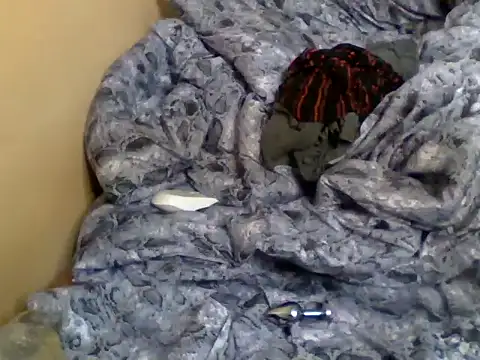 valley_pixy webcam