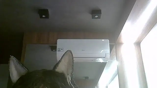 SkinnyKitten webcam