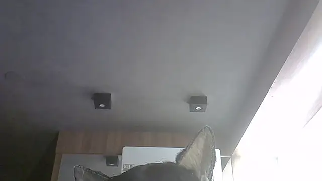 SkinnyKitten webcam