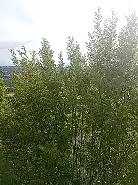 Modèle: mrlolimirass