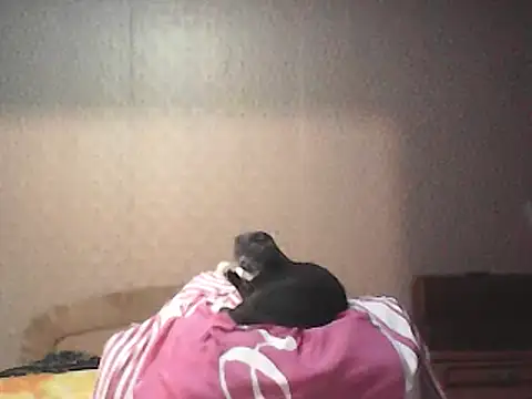 Alexia64231 webcam