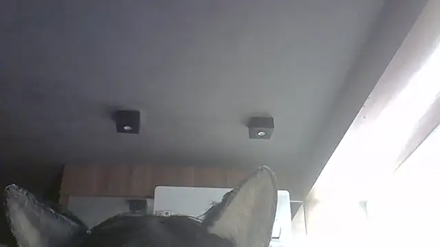 SkinnyKitten webcam