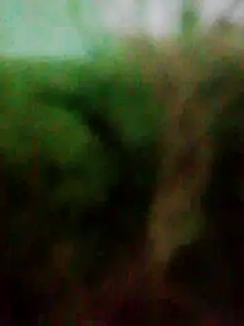 Ashankez