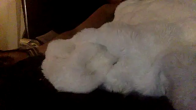 odbodu webcam