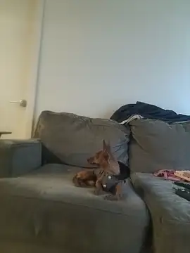 yourMasterisBored webcam