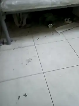 ConvoyedSubgroup webcam