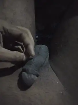 desibullboybd webcam