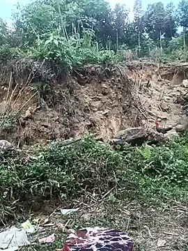 Hoa-tuylip webcam