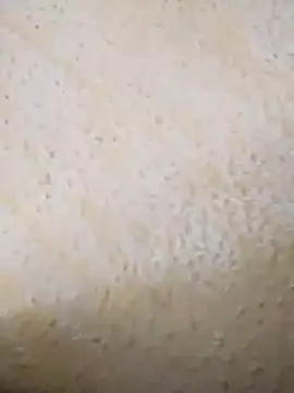 hotaniani webcam