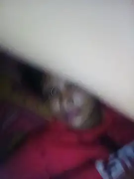 srutidatta webcam