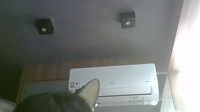 SkinnyKitten webcam
