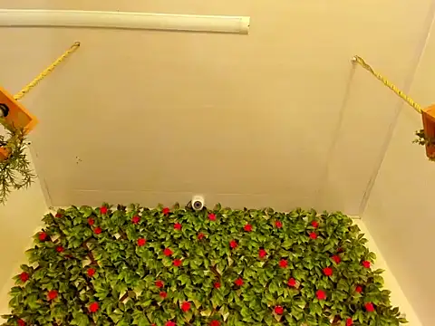 Lux_Royse webcam