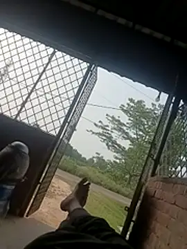 Bengali_BULL1 webcam