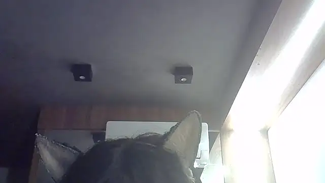 SkinnyKitten webcam