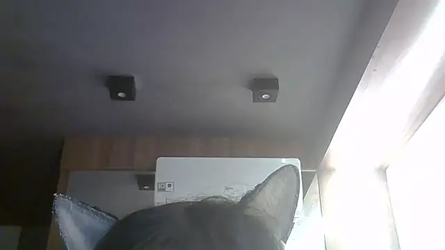 SkinnyKitten's room