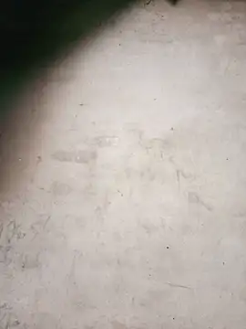 Manni_johnn webcam