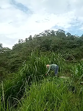 nangmo webcam