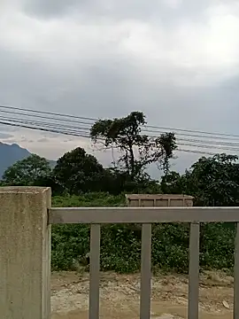 Hoa-tuylip