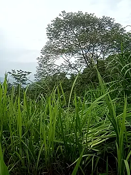 nangmo webcam