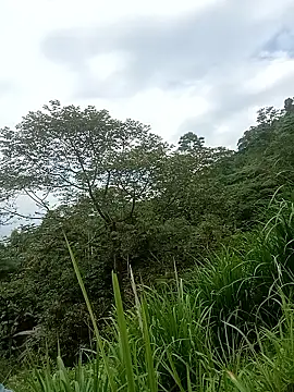 nangmo webcam