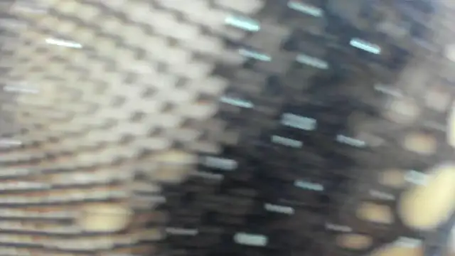 Shammy_rosse webcam