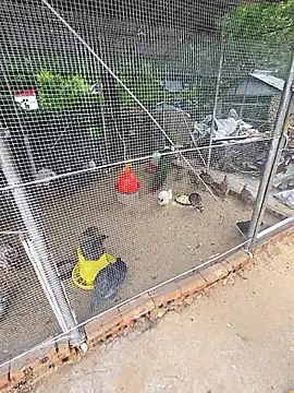 123wcnmlgb123 webcam