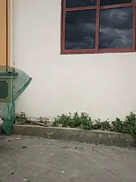 Hoa-tuylip