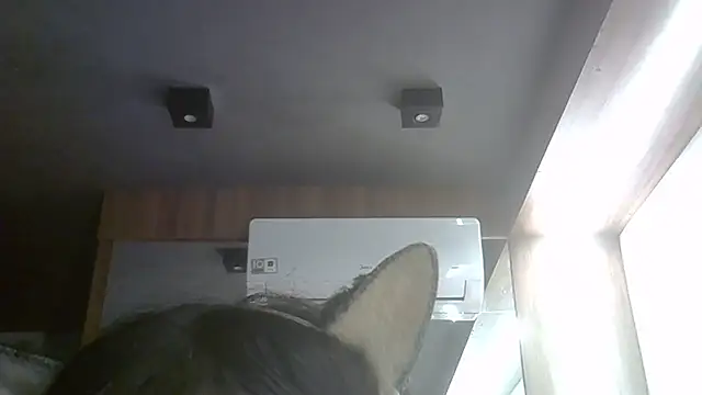 SkinnyKitten webcam