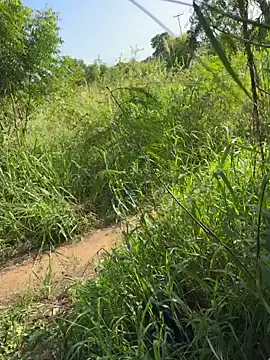 Black-mamba-madingo webcam