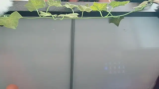 CeriseLapine webcam